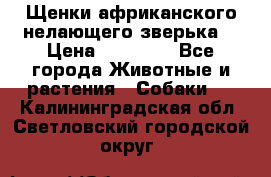 Щенки африканского нелающего зверька  › Цена ­ 35 000 - Все города Животные и растения » Собаки   . Калининградская обл.,Светловский городской округ 